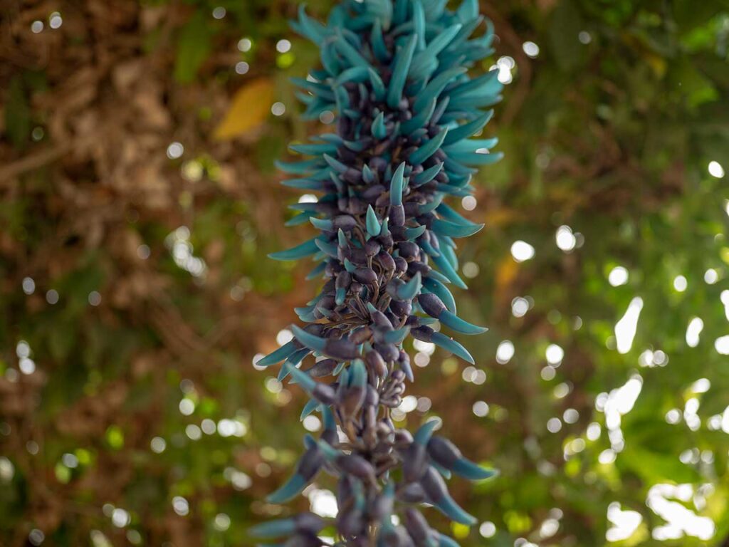 Eine Blau-Lila-Pflanze im Butterfly Park in den Cameron Highlands