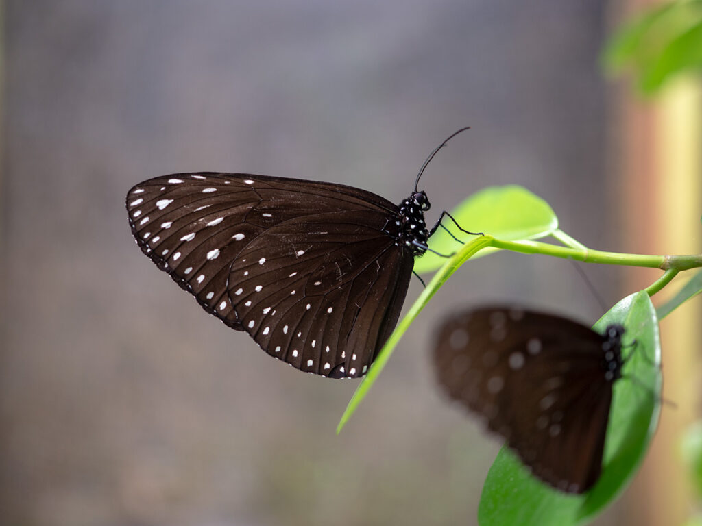 Schwarzer Schmetterling im Butterfly Park in den Cameron Highlands