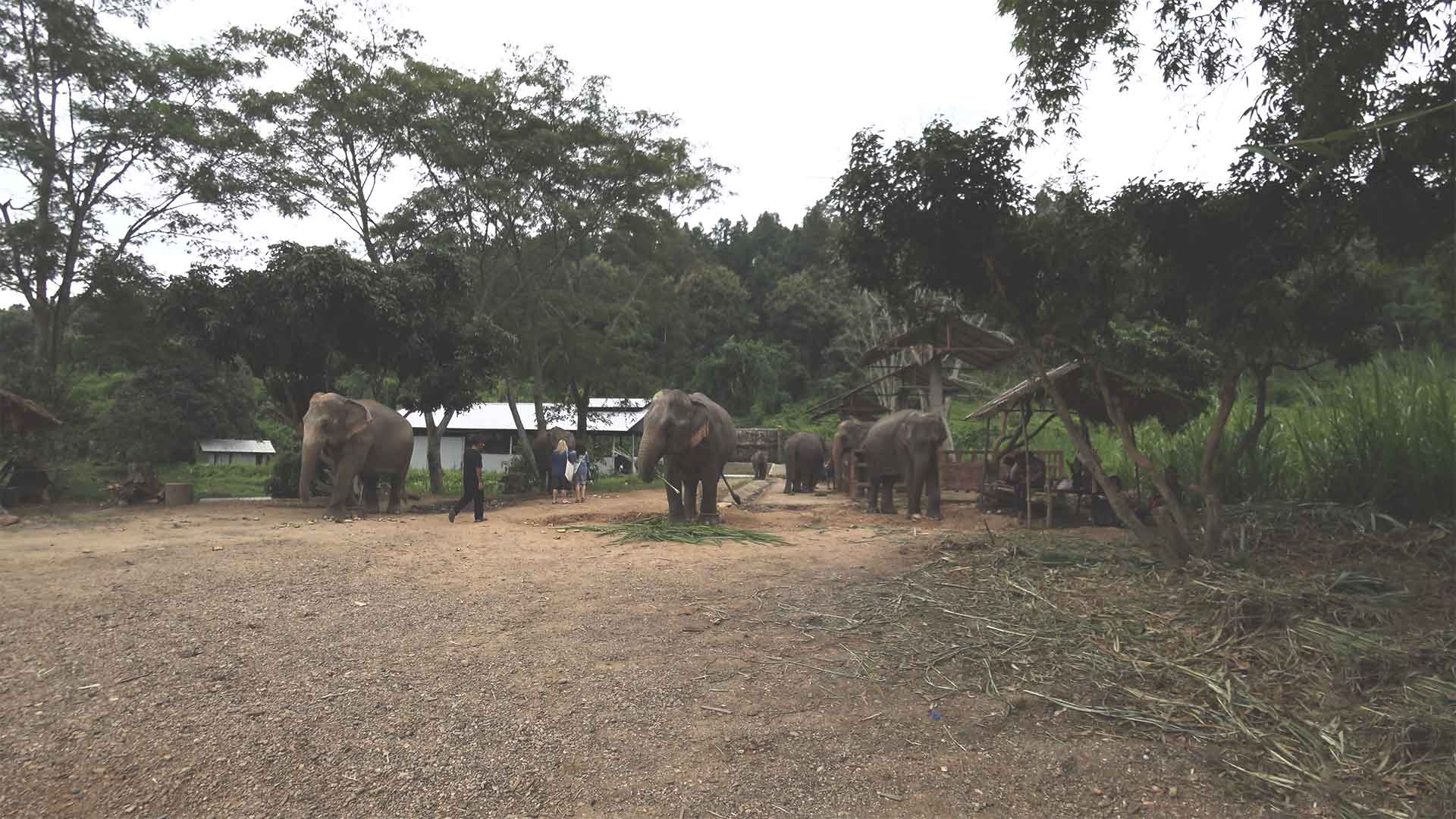 Elefantentour - Chiang Mai Mountain Sanctuary - Elefanten im Camp