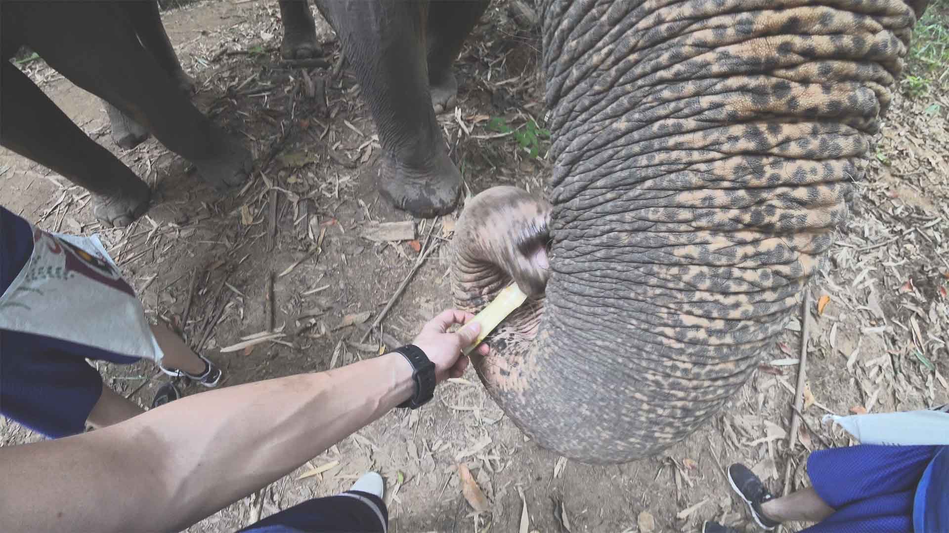 Elefantentour - Chiang Mai Mountain Sanctuary - Trekking-Tour durch den Dschungel - Elefanten mit Zuckerrohr füttern