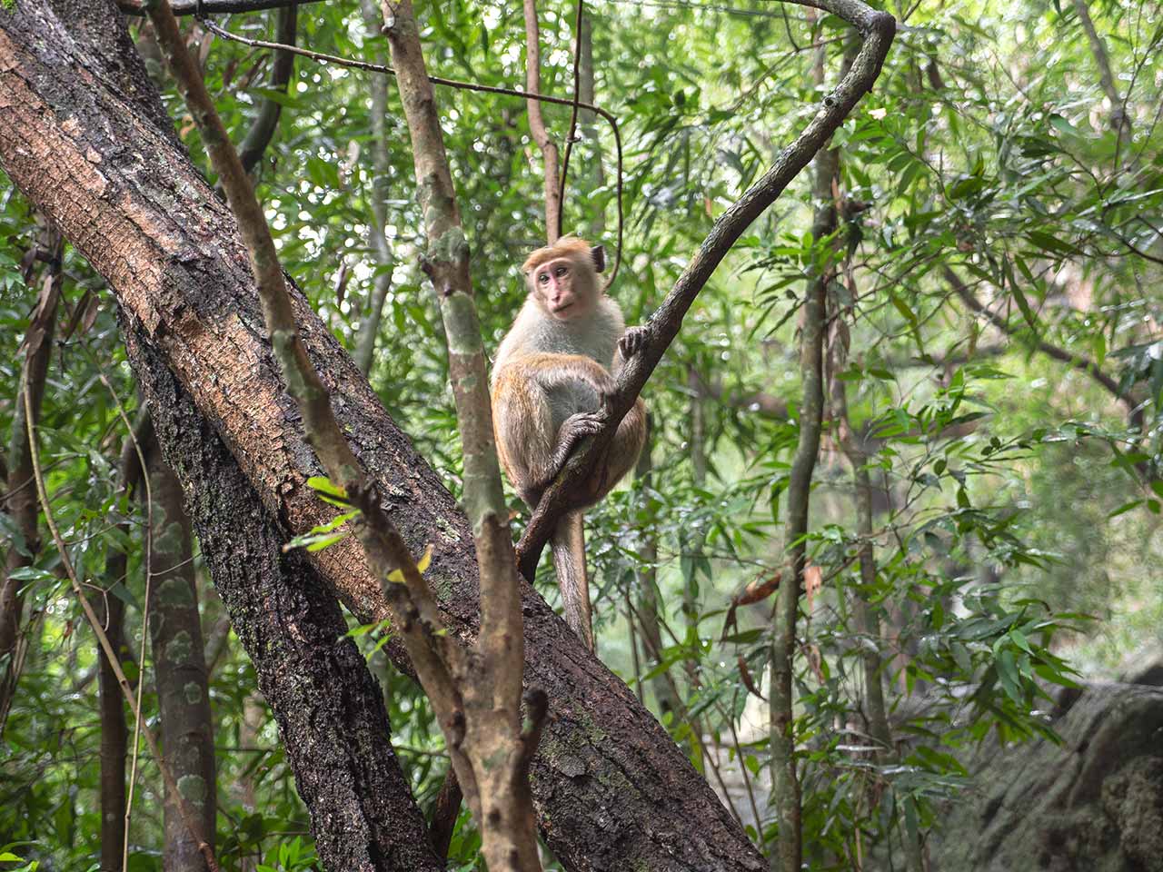 Affe auf dem Weg zum Pidurangala Rock in Sri Lanka