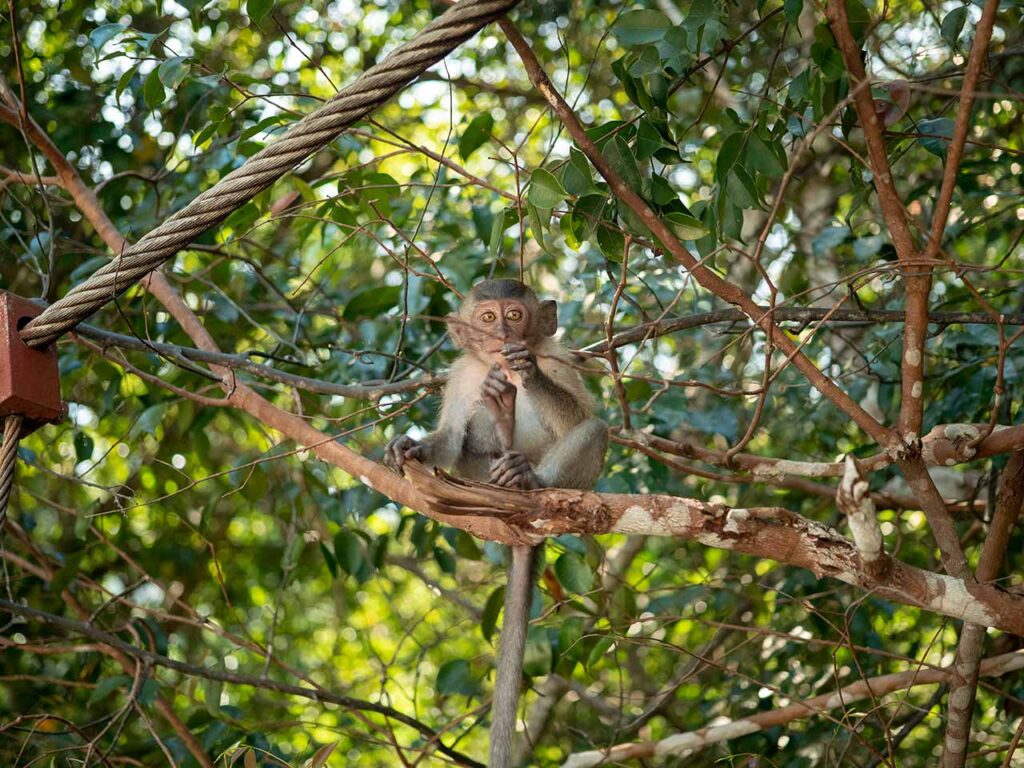 Affe im Penang Nationalpark