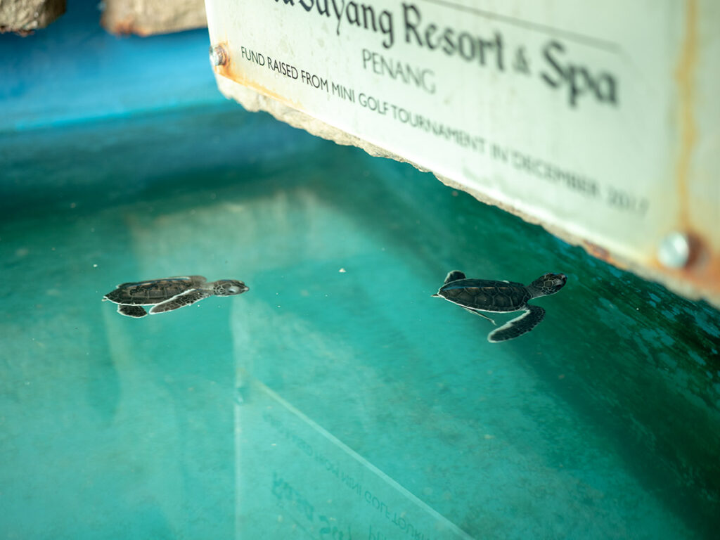 Baby Schildkröten in der Auffangstation im Penang Nationalpark