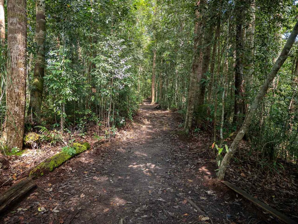 Regenwald in Malaysia