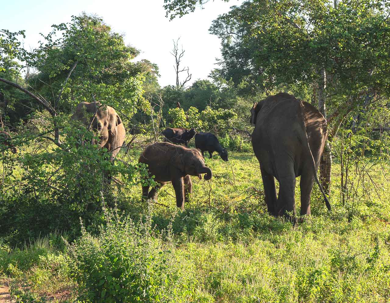Elefantenbaby im Udawalawe Nationalpark in Sri Lanka