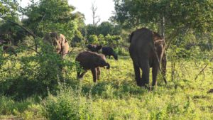 Safari im Udawalawe Nationalpark - Erfahrungen mit Elefanten
