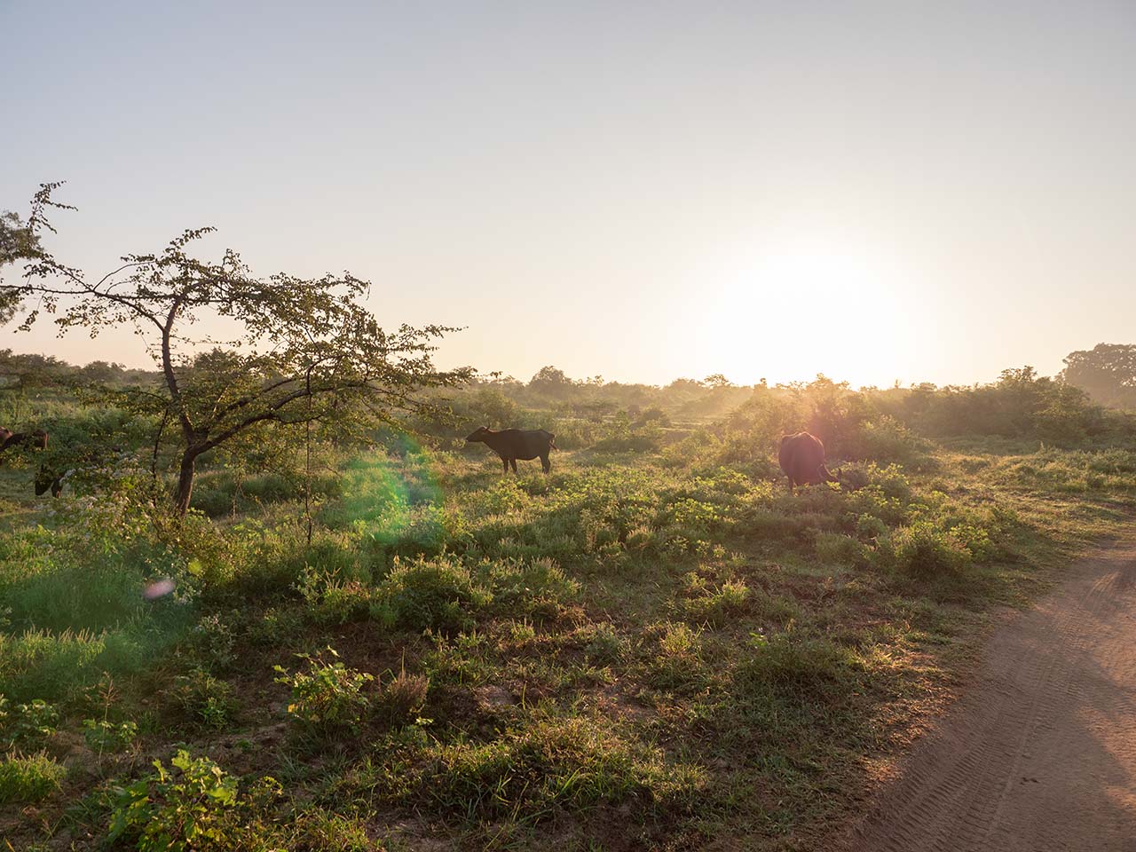 Sonnenaufgang im Udawalawe Nationalpark