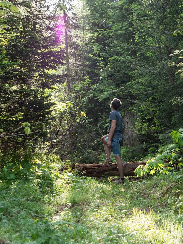 Vakuya Presets: Königssee Archenkanzel Waldspaziergang vorher